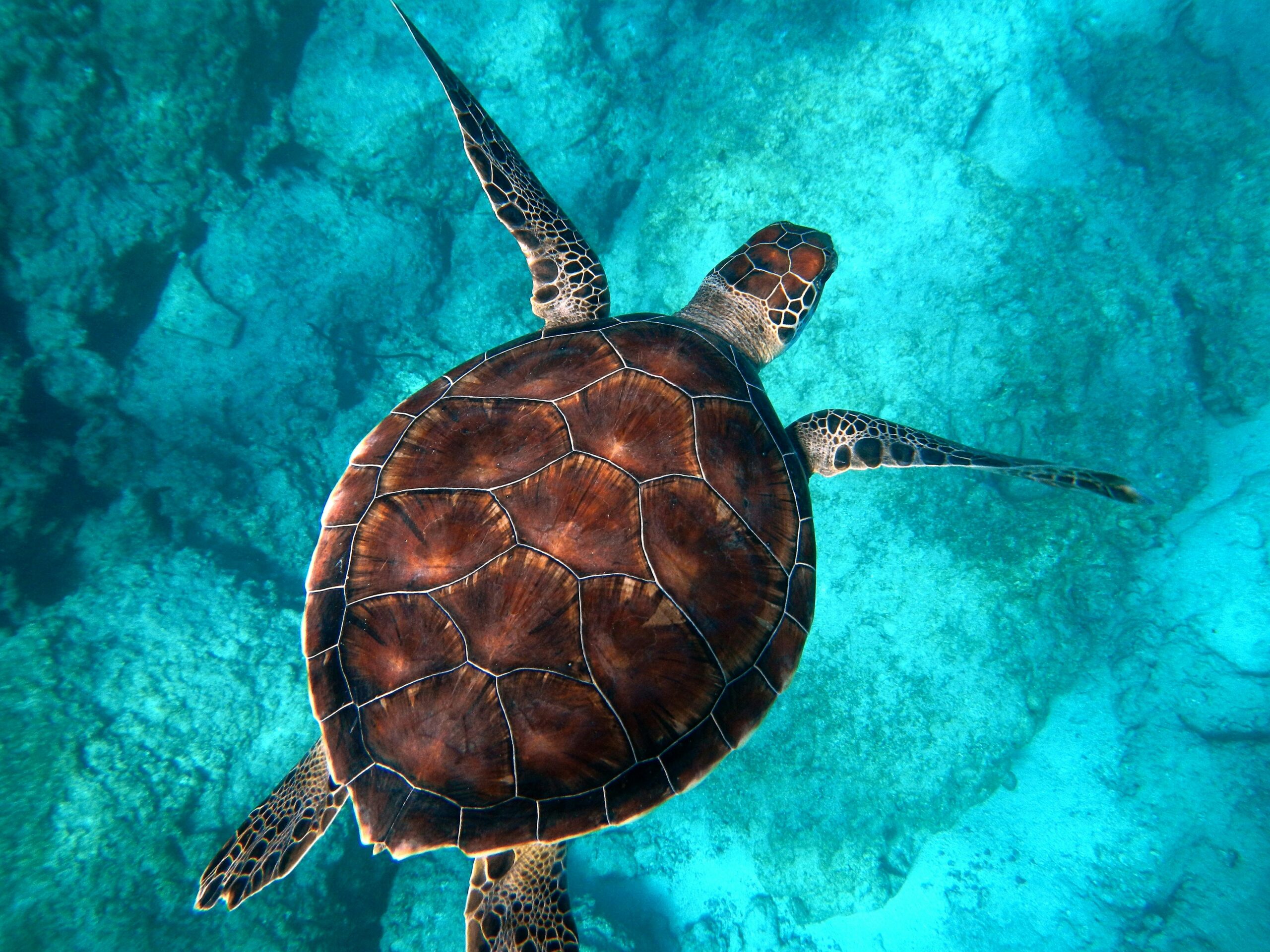 Buceo Marzo del 2027
