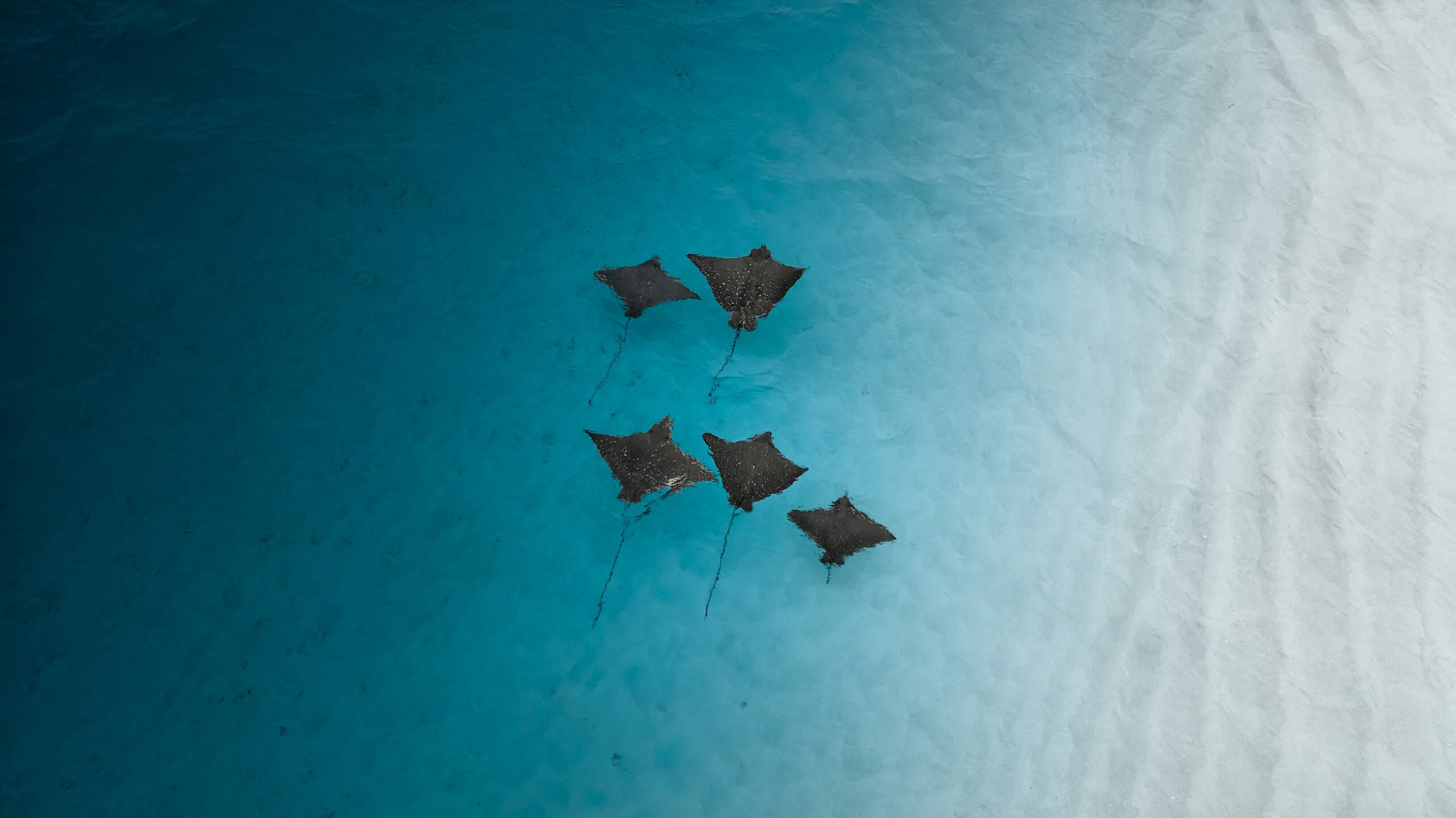 Buceo