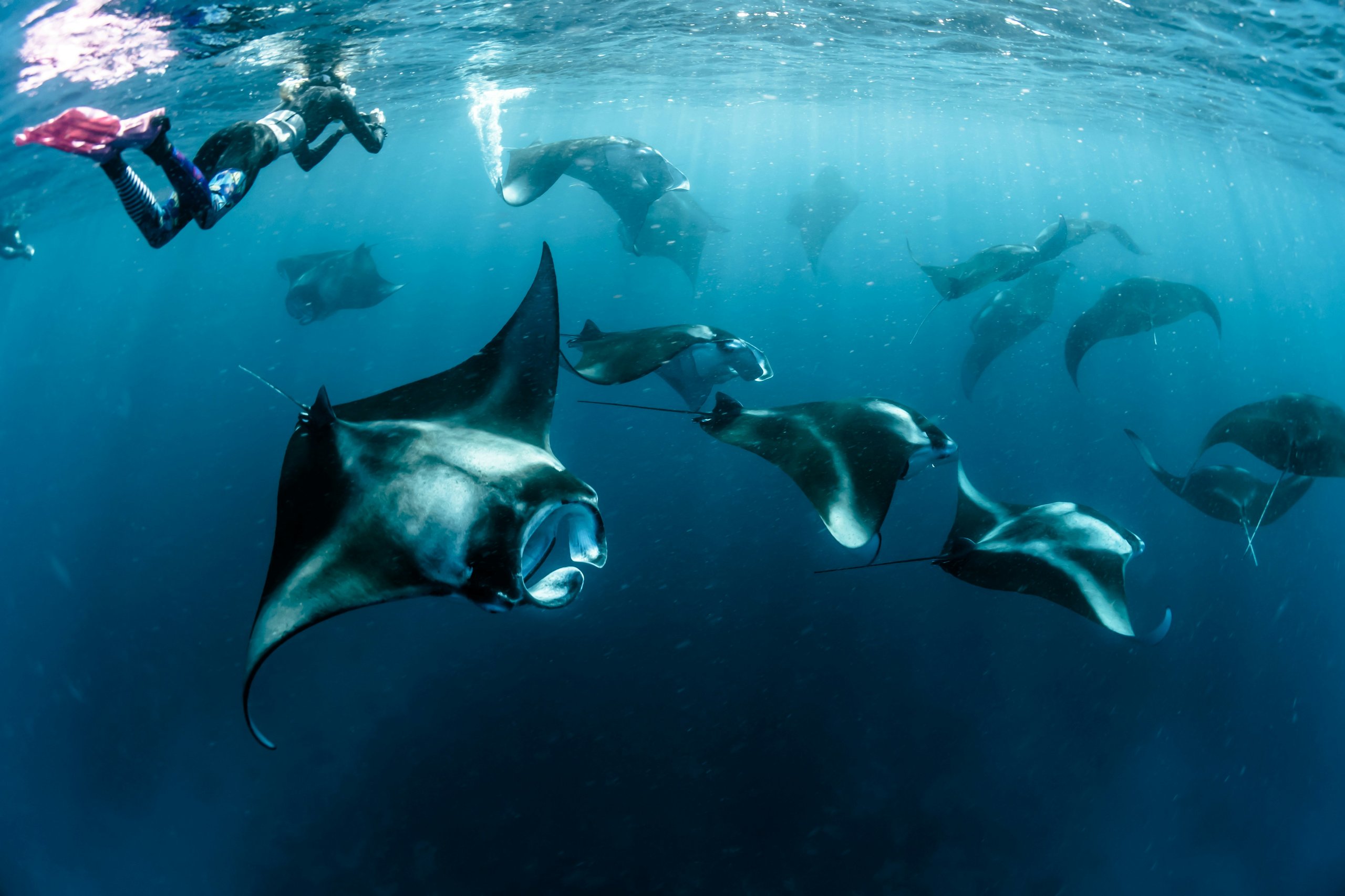 Snorkel con mantarrayas en Hanifaru Bay Maldivas