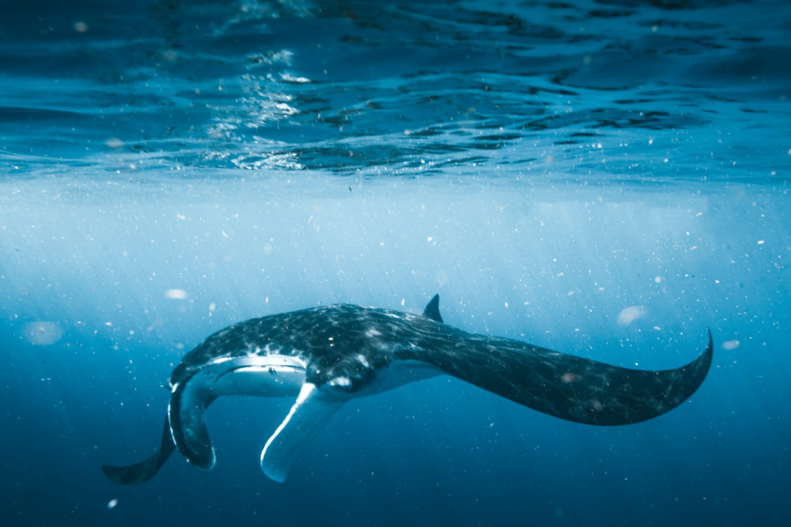 Hanifaru Bay Maldivas mantas