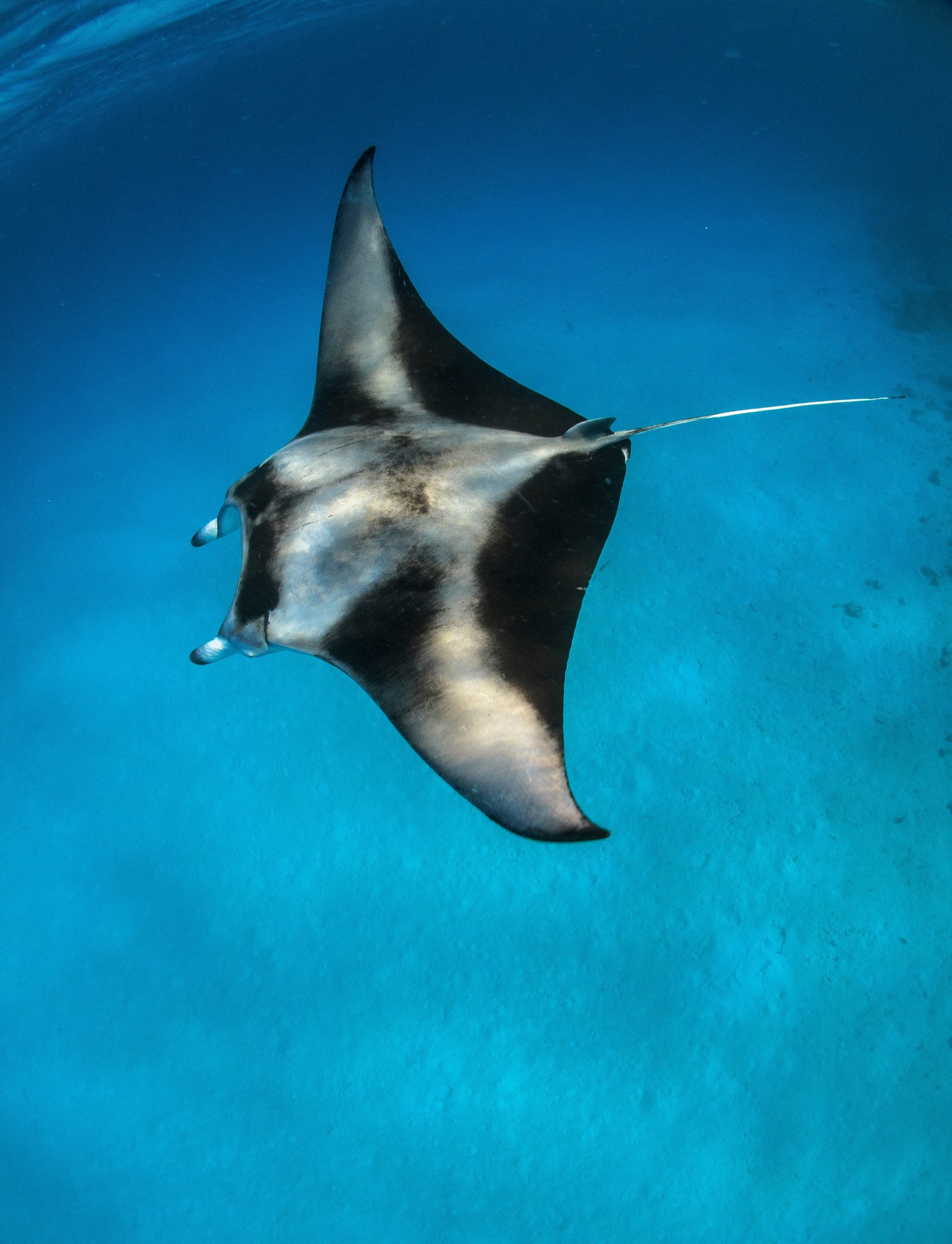 Mantarraya bajo el agua en Maldivas